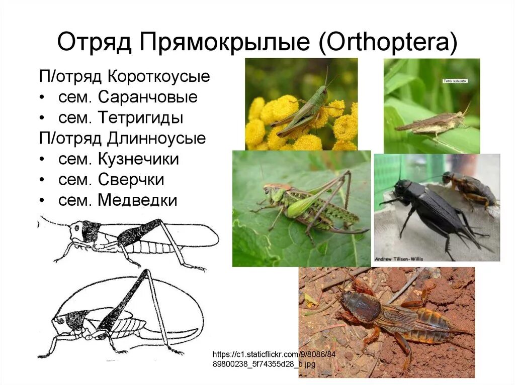 Отряд Прямокрылые Саранча. Прямокрылые насекомые представители. Отряд Прямокрылые (Orthoptera) представители. Отряд Прямокрылые Тип крыльев. Для прямокрылых характерны