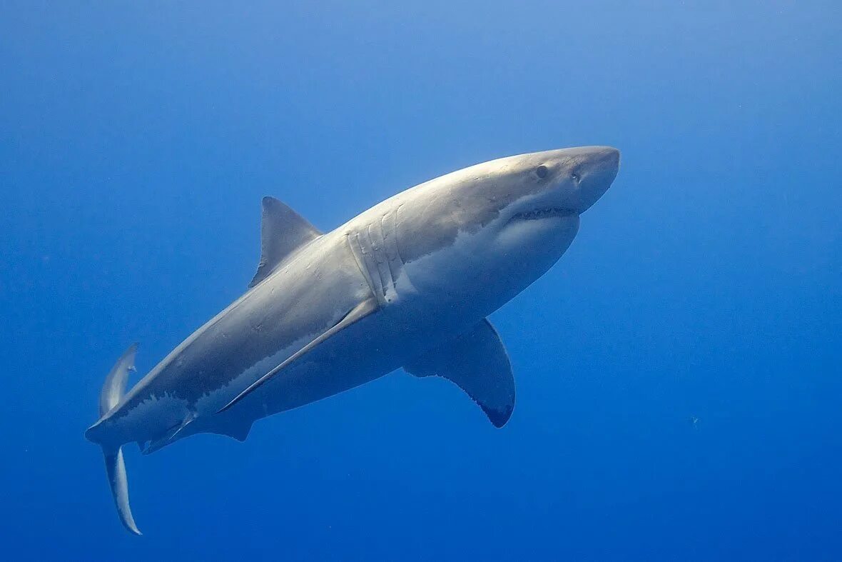 Акулы белого моря. Большая белая акула (carcharodon carcharias). акула мако. акулы средиземного моря. акула мако средиземное море.
