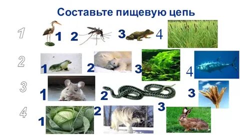 Пищевая цепь комар лягушка гадюка
