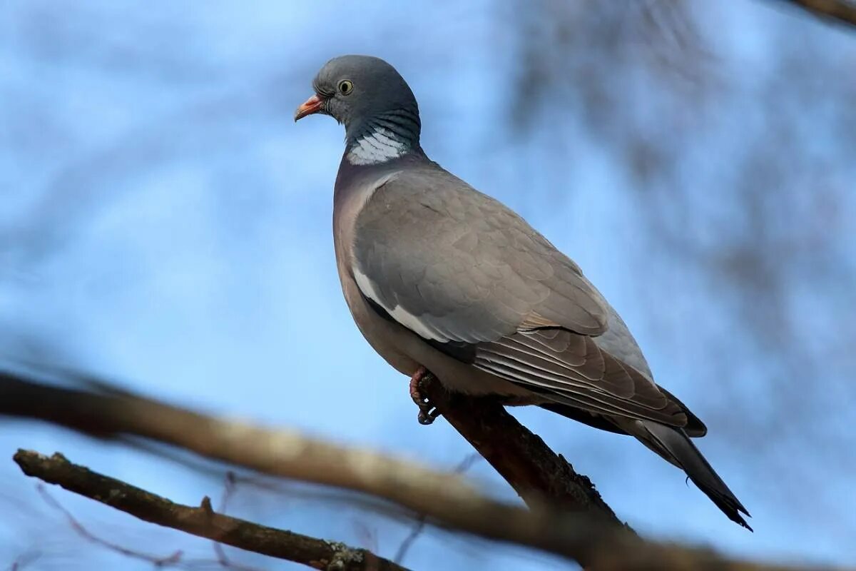 Вяхирь витютень. Вяхирь (Columba palumbus). Вяхирь Горлица. Лесной голубь витютень. Как называется птица похожая на голубя