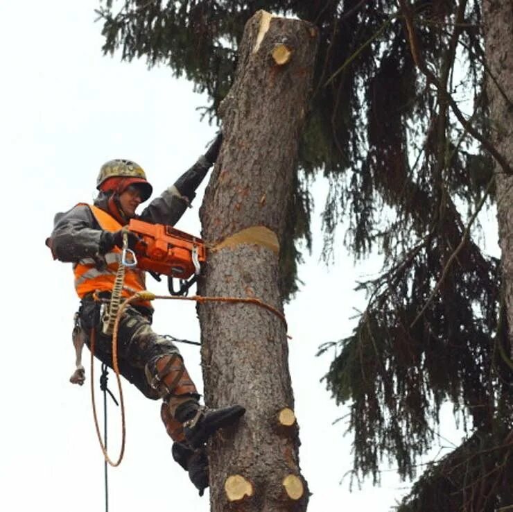 Спил деревьев частями. Спил деревьев киров. Спил деревьев частями. Промышленный альпинизм спил деревьев. Спиливание высокого дерева.
