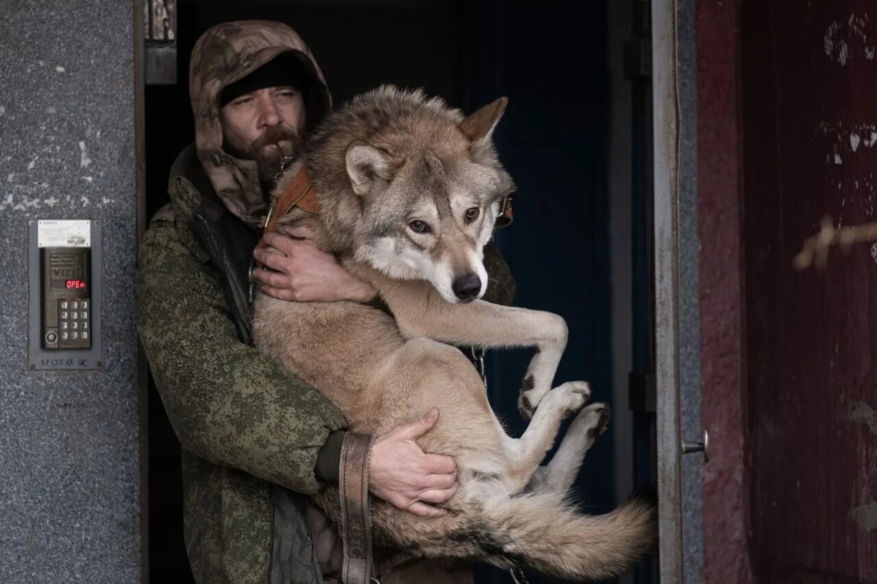 Серый волк и собака. Волк серый.