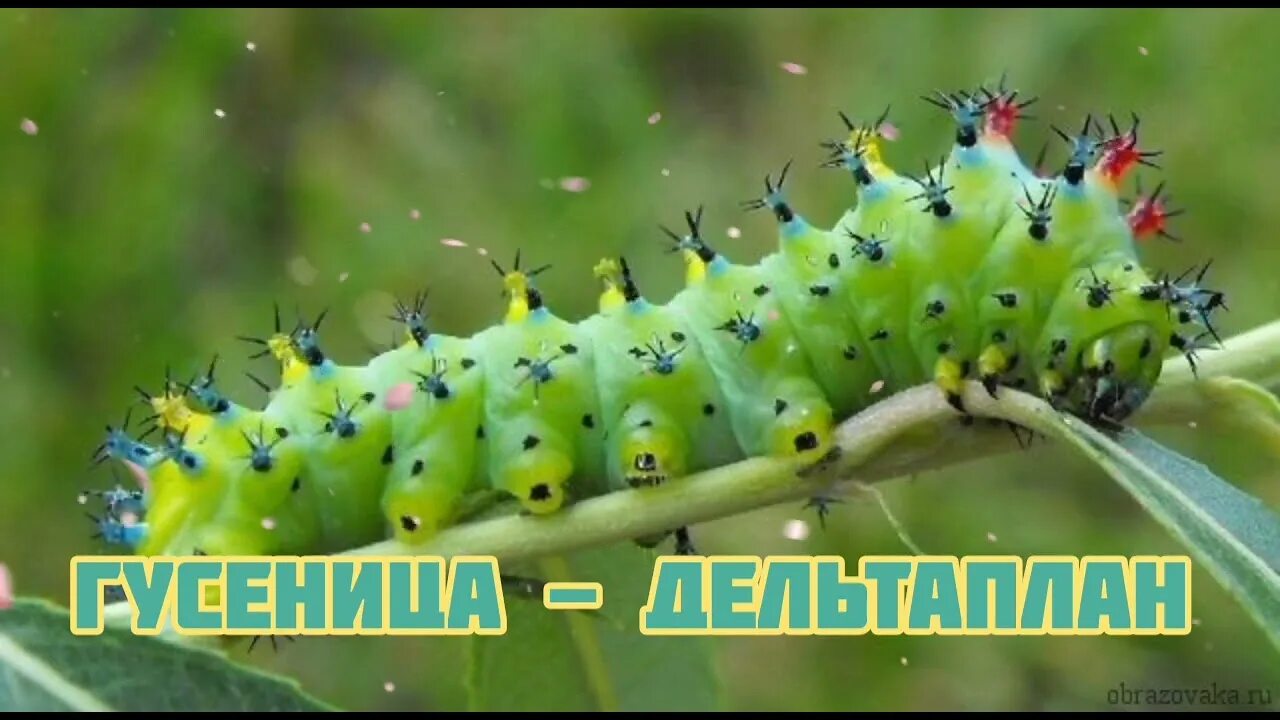 Лапки гусеницы. Гиалофора кекропия гусеница. Caterpillar 4 гусеницы. Гусеница бабочки Carthaea saturnioides. Ноги гусеницы.