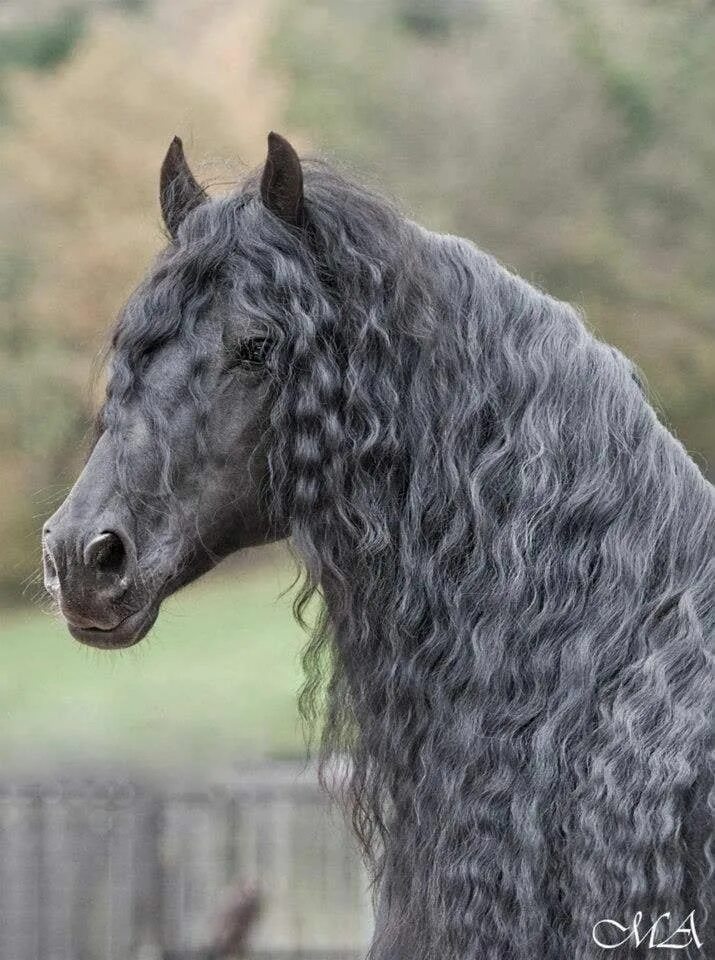 Horse hair. Чубарая Фризская. Андалузская черная.