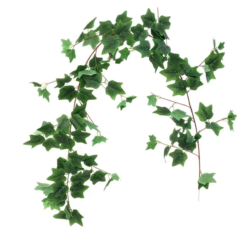 Плющ кристата. Плющ зеленый хедера. Плющ hedera. Hedera helix 'glacier'. Плющ элегантиссима.