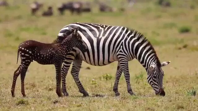 Masai Mara Zebra. Зебра спаривается. Спаривание зебры и лошади. Зебра спаривается с лошадью.