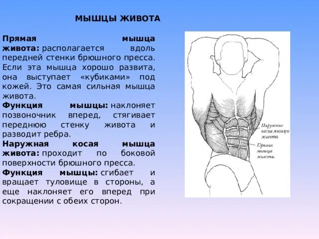 Язык самая сильная. Мышцы живота. Прямая мышца живота функции. Сильная мышца в теле человека. Самая сильная мышца в теле человека.