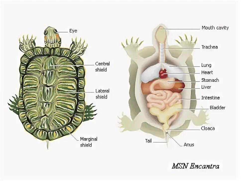 Что находится внутри черепахи File:Horniman turtle carapace  Wikipedia