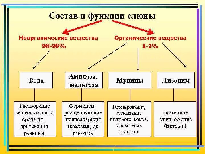 Пищеварительные ферменты слюны человека. Таблица состав слюны органические вещества. Вещества входящие в состав слюны и их функции. Функции компонентов слюны. Состав слюны неорганические вещества.