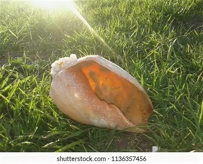 Big shell. Big shell