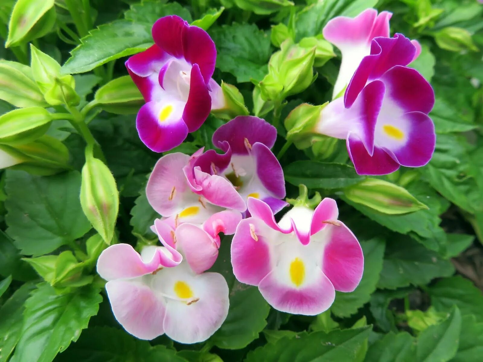 Торения мармелад. Торения каваи маджента. Торения мармелад черничный. Торения каваи дип блю. Торения каваи бургунди.