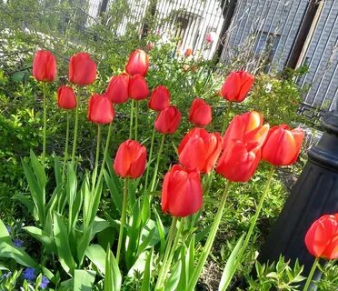 В цветнике растут только тюльпаны