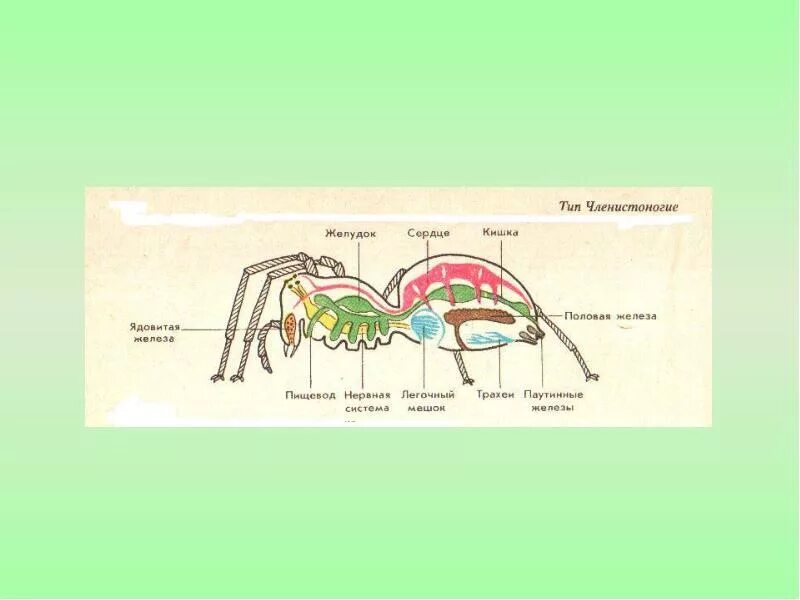Членистоногие какой тип. Членистоногие. Тип Членистоногие. Строение членистоногих. Членистоногие доклад.