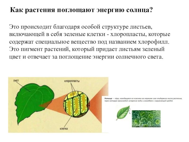 Содержит хлорофилл являются автотрофами. Растения поглощают энергию солнца. Зеленые листья растений усваивают. Поглощение растениями солнечной энергии. Поглощение листьев энергии.