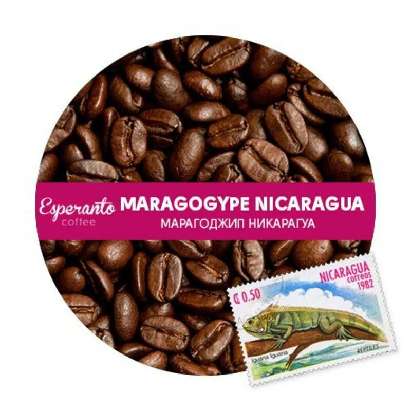 Никарагуа Марагоджип кофе. Кофе Никарагуа Марагоджип в зернах. Кофе Арабика в зернах. Кофе Мадео Марагоджип Никарагуа. Кофе марагоджип никарагуа купить