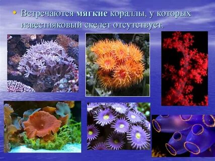 Коралловый значение