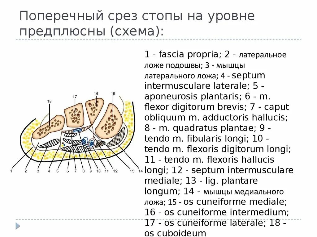 Каналы подошвы. Поперечный срез стопы топографическая анатомия. Топография подошвенной поверхности стопы. Ложа стопы топографическая анатомия. Поперечный распил стопы схема.