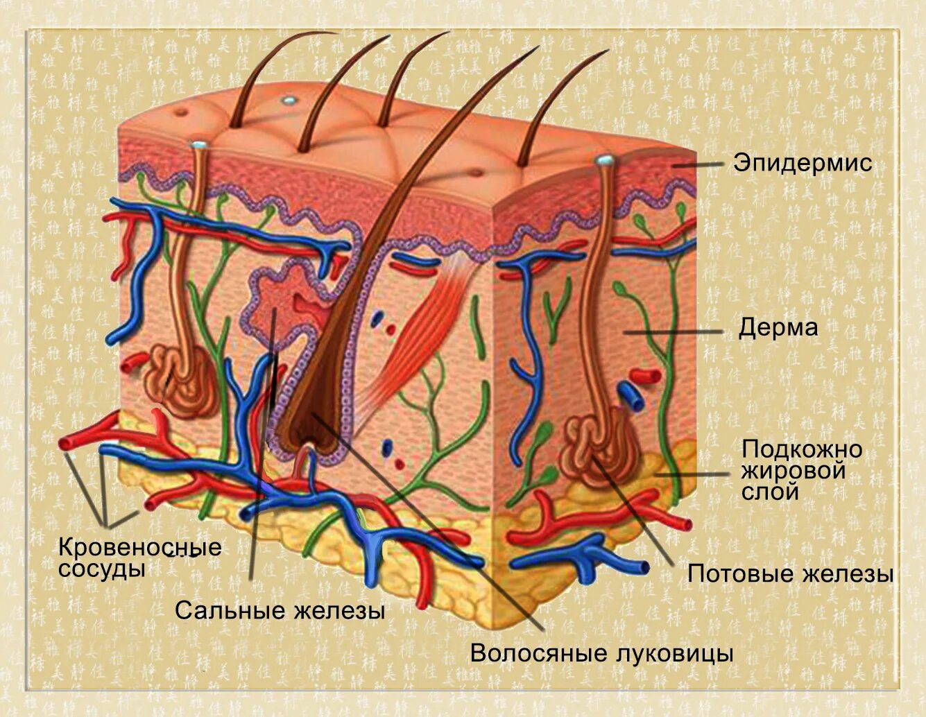 Какие особенности строения кожных