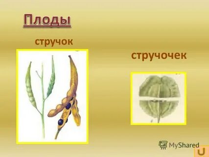 Плод стручок или стручочек какое семейство