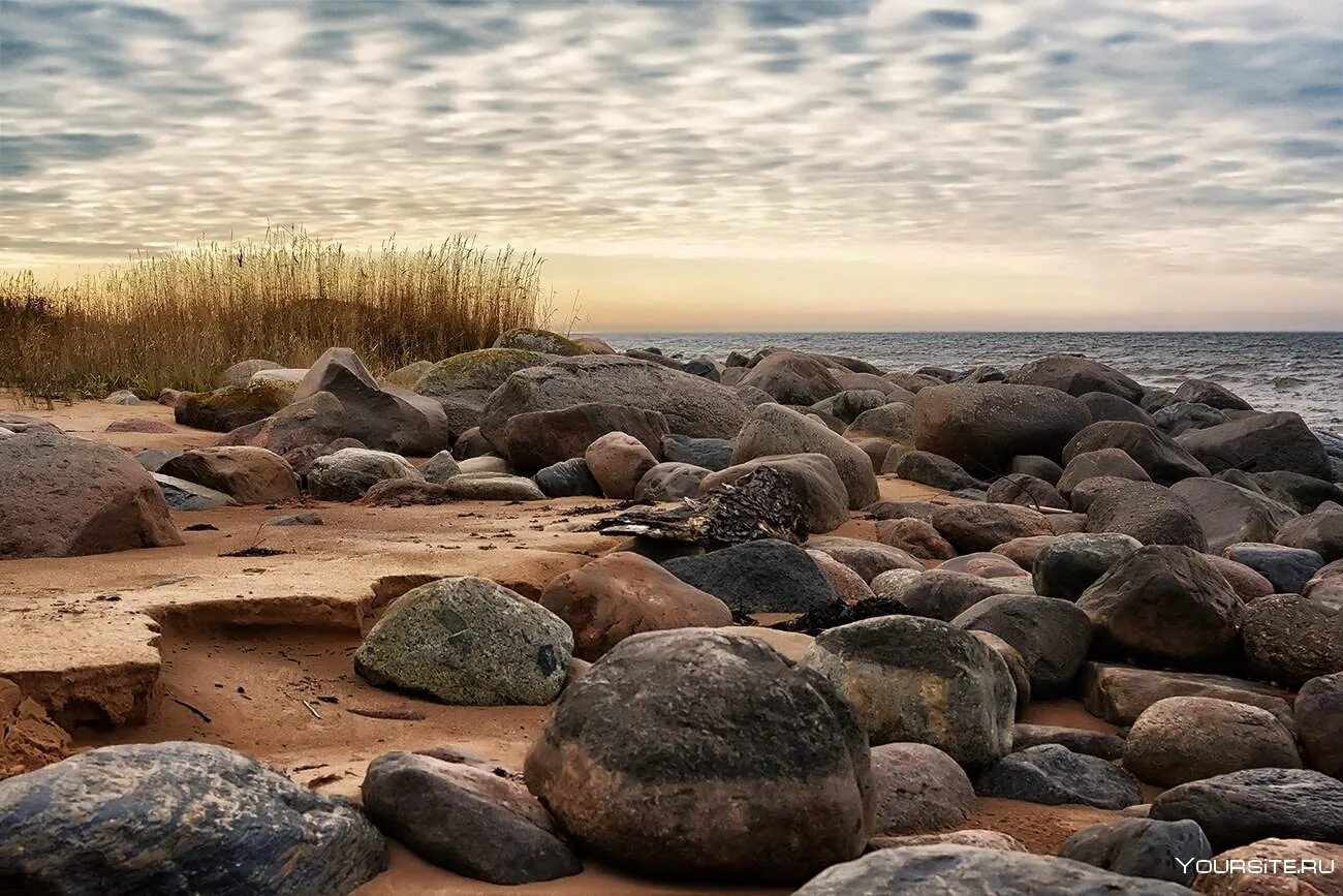 Каменистый берег финского залива. Каменистый пляж финского залива. Пляжи с Галькой финский залив. Каменистый берег финского залива с соснами.