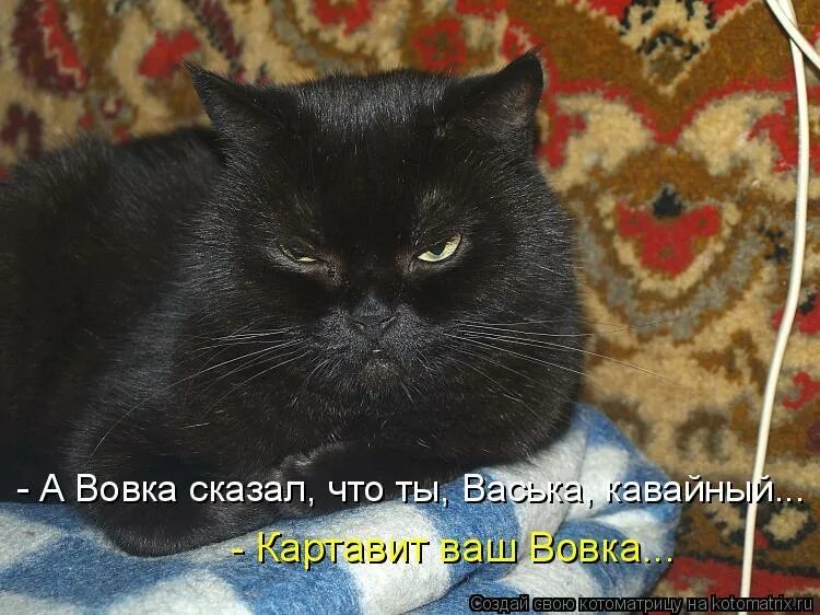 Коту стыдно картинки. Кто хозяин в доме кот картинки. Кот споткнулся. Идиот. Ты кто я хозяин.