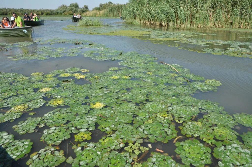 Водный орех. Речной орех Чилим. Чилим водяной орех. Рогульник плавающий. Водяной орех Чилим рогульник.