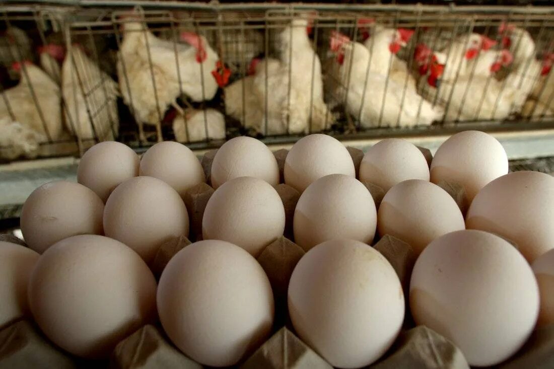 Брянская область куплю яйцо. Инкубационное яйцо несушки. Инкубационное яйцо бройлера. Производство яиц. Продукция птицеводства.