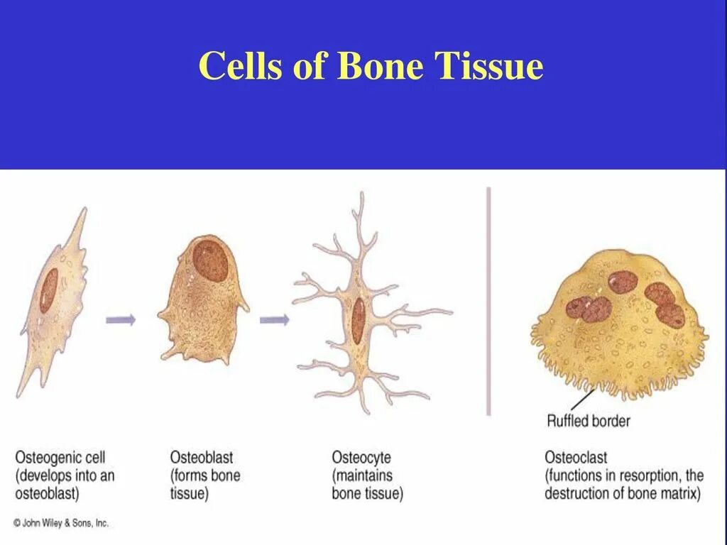 Bone tissue