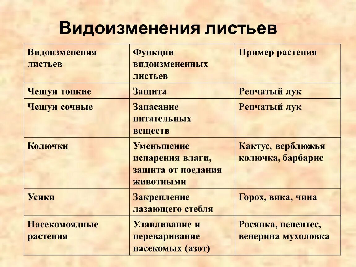 Пример изменения в биологии. Видоизменения растений 6 класс и их функции. Таблица по биологии на тему видоизменения листьев 6 класс. Таблица по биологии 6 класс видоизменение листьев. Виды изменения листа биология 6 класс.