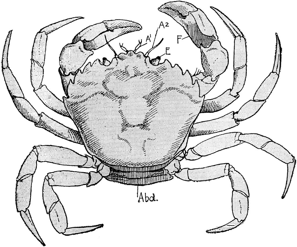 Краб чертеж. Абдомен краба. Анатомия краба. Строение краба. Брюшко краба.
