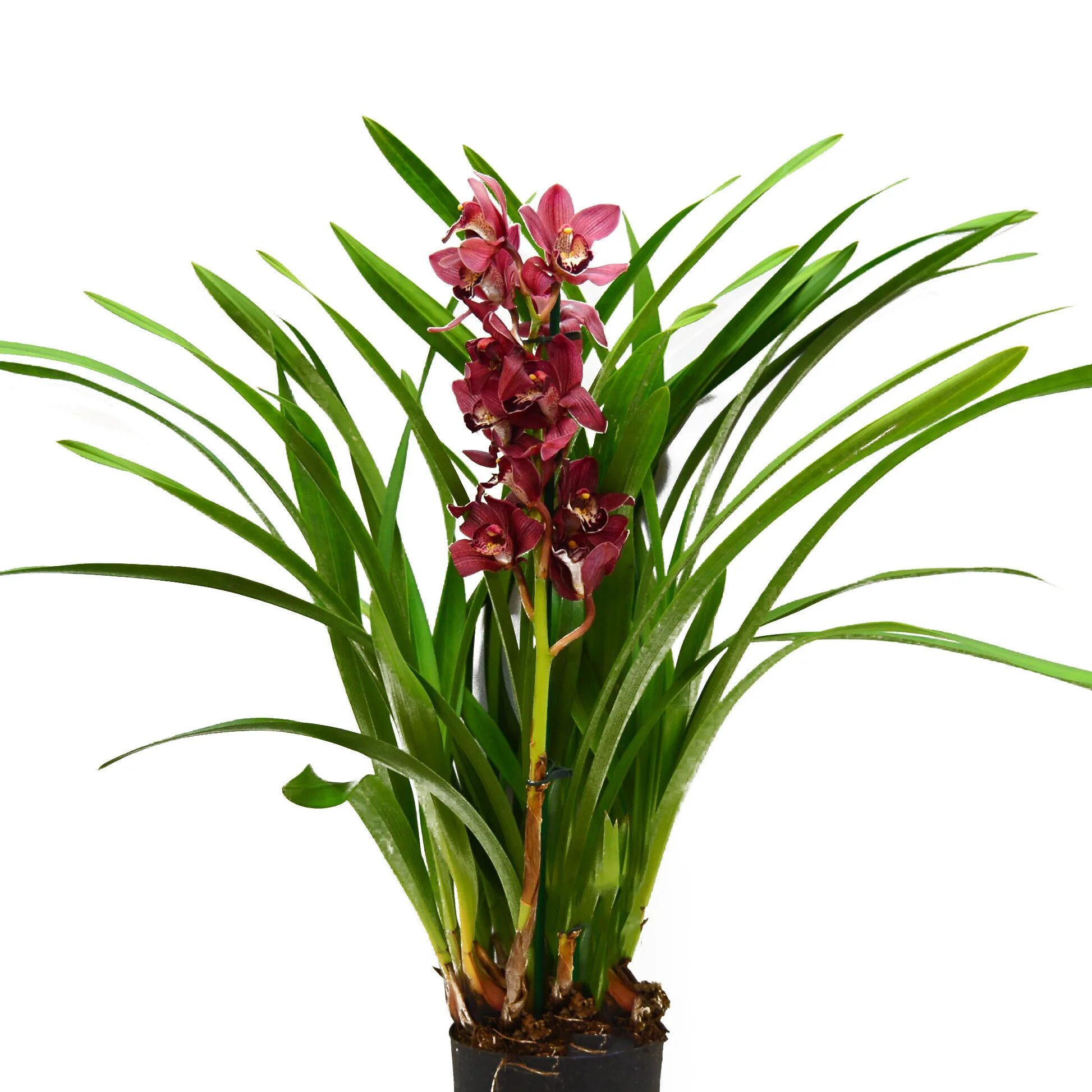 Орхидея Цимбидиум микс. Клубневая Орхидея Цимбидиум. Цимбидиум микс d12 h50. Леруа мерлен орхидея в горшке
