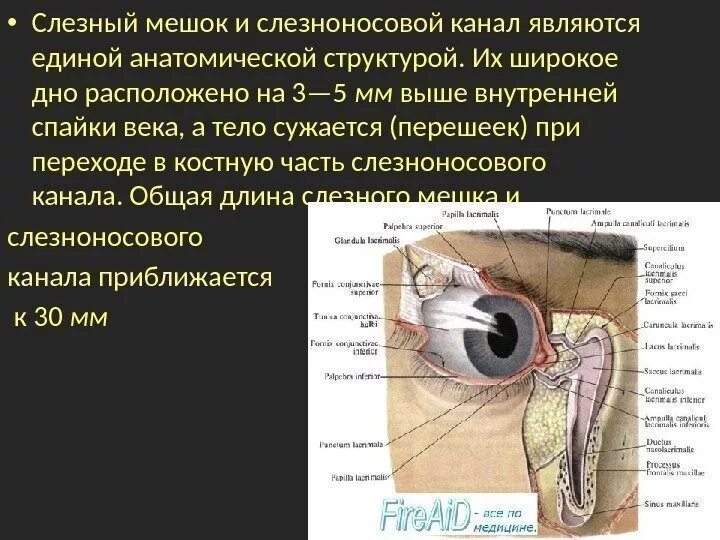 Анатомия глаза слезный мешок. Носослезный мешок воспаление. Слезный проток анатомия. Слезная железа и носослезный канал.