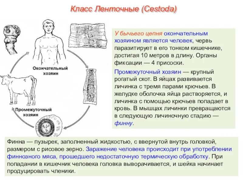 Жизненный цикл бычьего цепня начиная с яиц