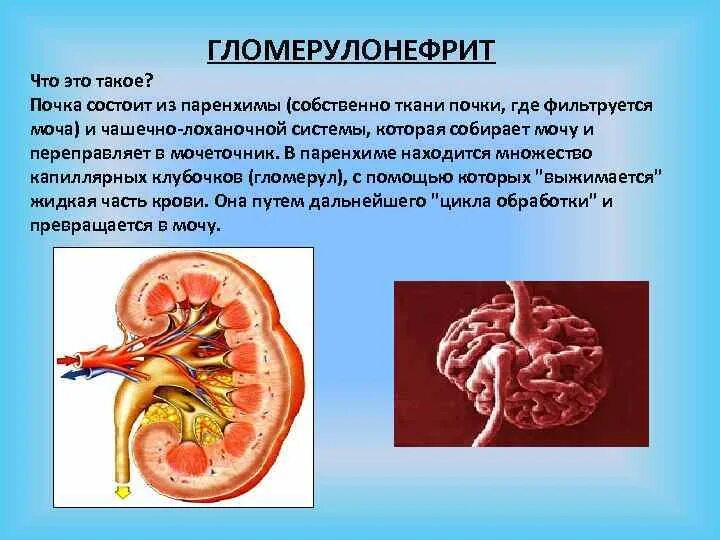 Паренхима почки что это