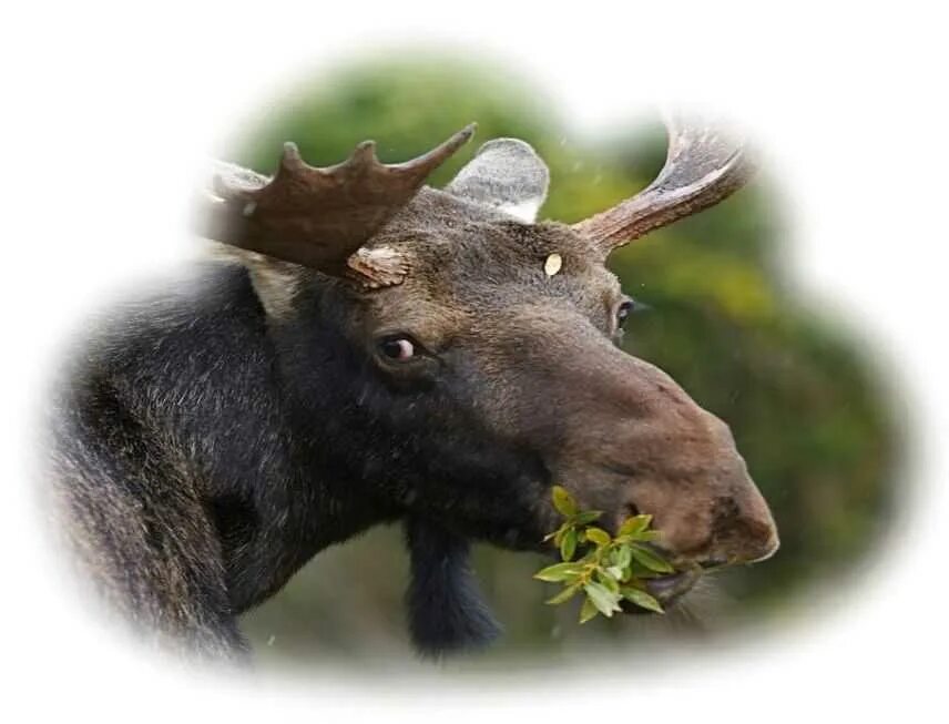 Сонник снится лось. Сонник лось. Лось. Лось картина маслом. К чему снится лосенок.