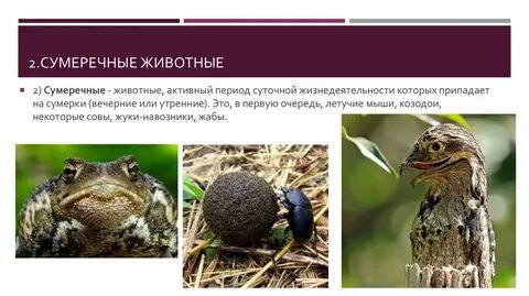 Сумеречный образ жизни