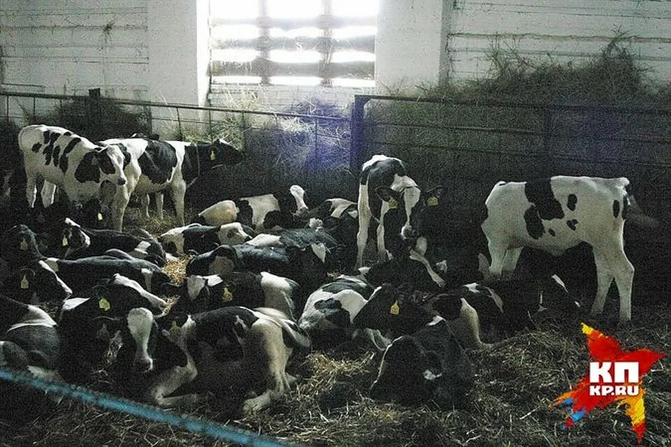 Телята мясной породы помесь холмогора с абердином. Рева корова дай молока. Телята нсо. Телята нсо. Бычки помесь холмогоры с абердинами.