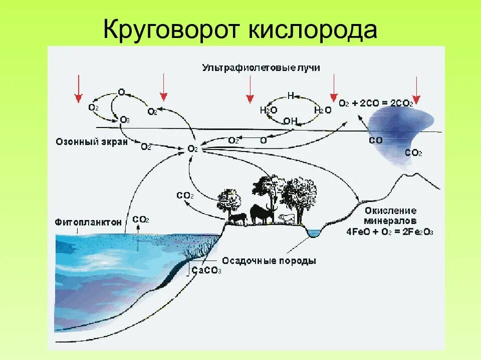 Схема круговорота в природе. Круговорот кислорода (по е. а. Криксунову и др., 1995). Биогеохимический цикл кислорода схема. Схема круговорот кислорода кислорода в природе. Модель круговорота кислорода в природе.