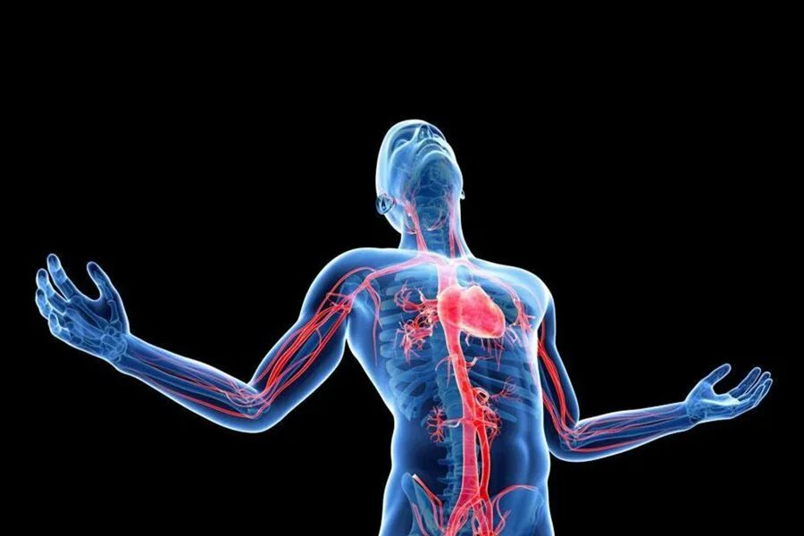Аномалии человеческого тела. Сердечно сосудистая система сердце сосуды. Может быть у человека 2 сердца. Cardiovascular. Сердечно-сосудистая система анимация.