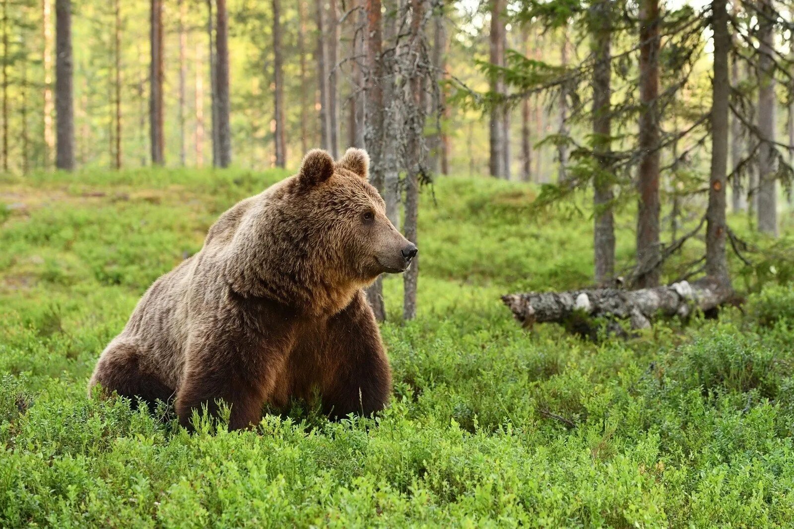 Бурый медведь в тайге. Животные тайги бурый медведь. Бурый медведь в ХМАО. Бурый медведь Амурская область.