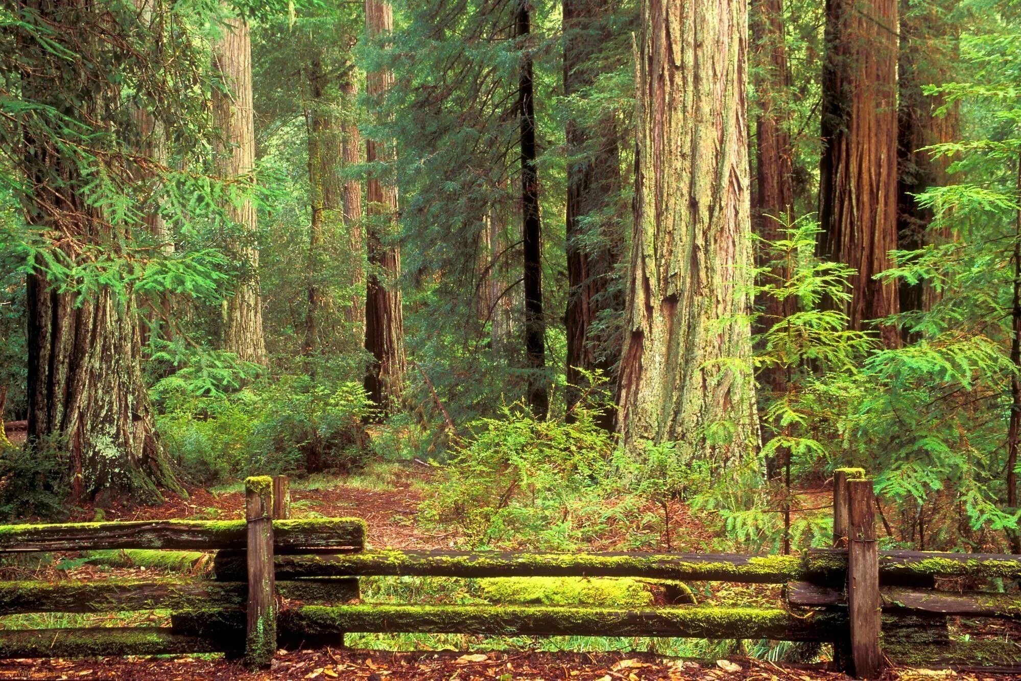 Forest gap