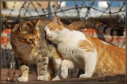 любимый котик. стать твоим котом. коты лучше людей. стать твоим котом. комикс про кота.