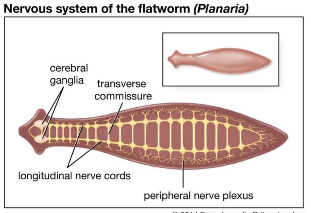 Нервная система планарии. Нервная система белой планарии. Нервные узлы у планарии. Строение нервной системы планарии.