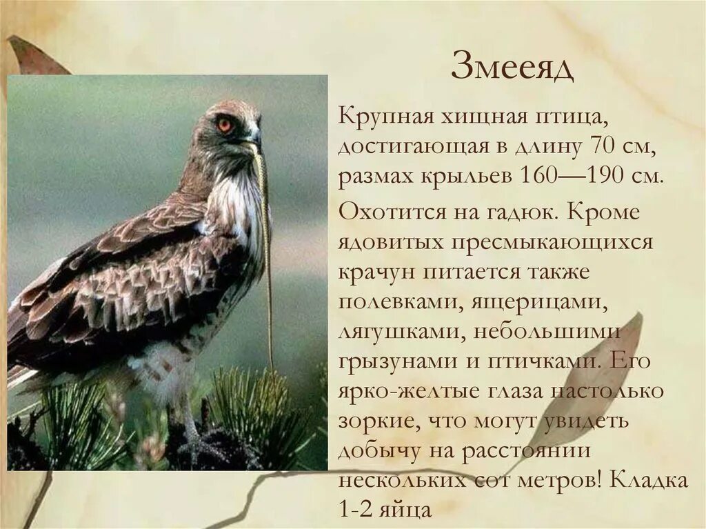 Орел птица сообщение. Бурый Змееяд. Змееяд красная книга Нижегородской области. Змееяд птенец. Змееяд красная книга краткое описание для детей 2 класса.