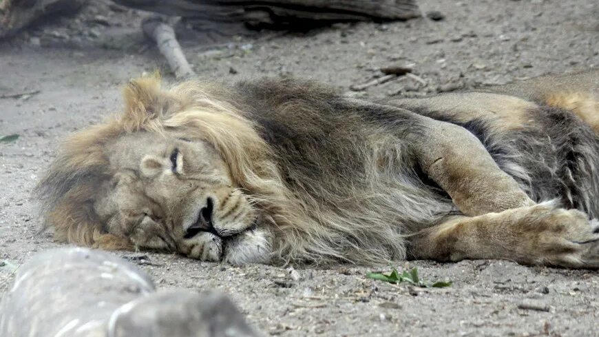 как умирает левы. раненая львица. больные животные в дикой природе. голодающие львы в зоопарке судана. лев спящий.