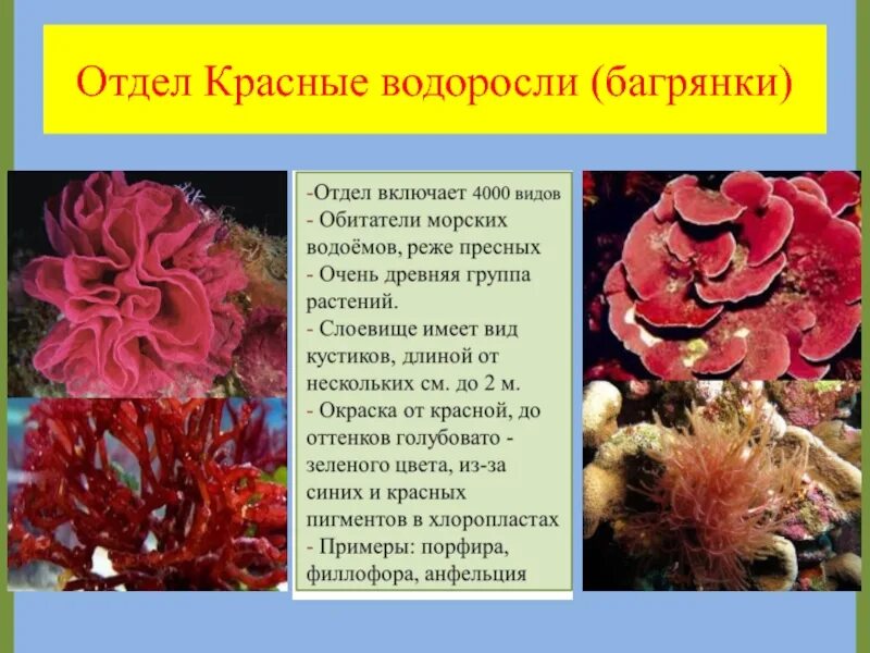 Красные водоросли багрянки. Отдел красные водоросли багрянки представители. Водоросли отдела багрянки. Красные водоросли багрянки строение.