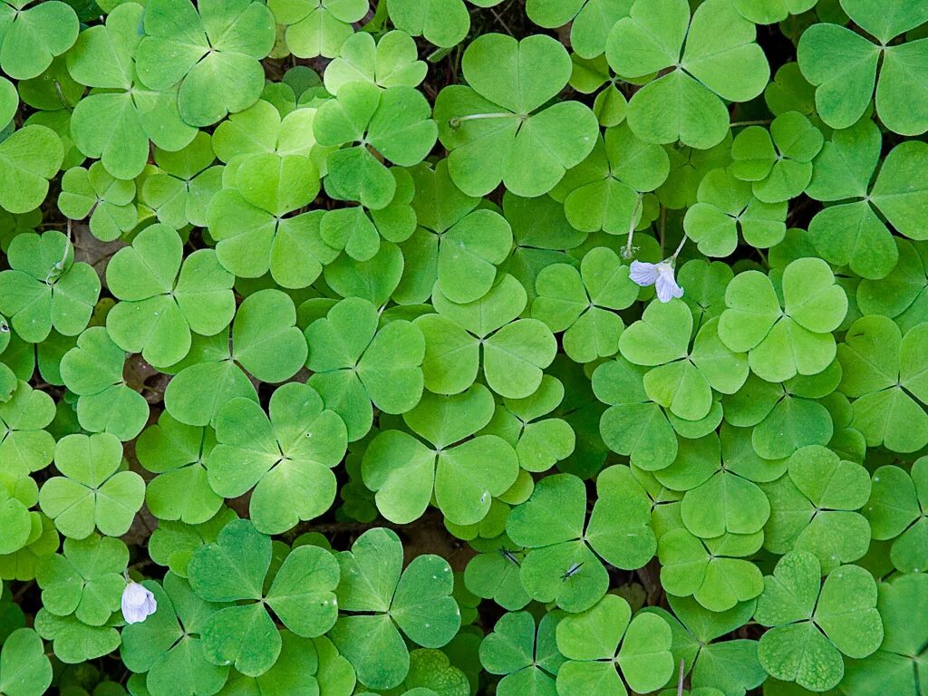 эллипсовидная форма листа. четырехлистный клевер (шемрок). трава у дома. какой формы трава. мятлик лесной.