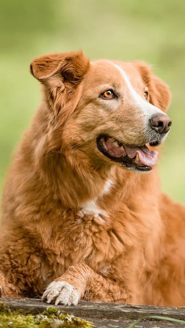 Рыжие собаки породы название. Бордер-колли. Порода собак Джинджер. Рыжая собака. Рыжая собака порода.