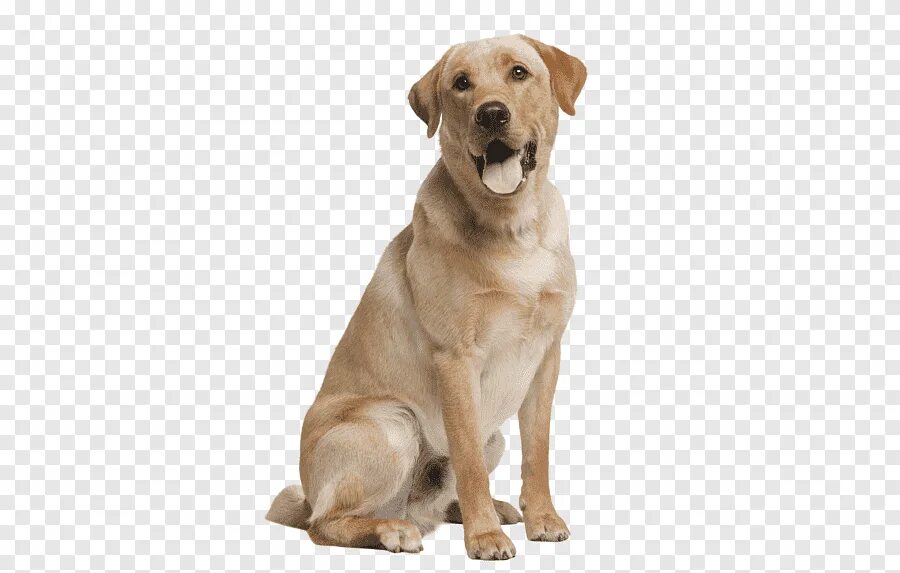 Собаки знакомятся друг с другом. Говорят животные собака. Лабрадор лает. Красивые собаки. Разговор с собакой.