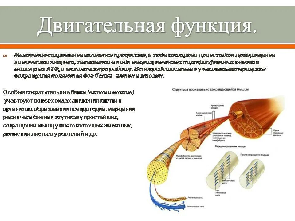 Орган выполняющий функцию сокращения. Сократительные белки актин и миозин функции. Двигательная функция белков актин и миозин. Сократительные белки функции. Двигательная функция мышц.